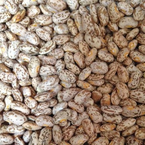 Quincy Pinto Dry Bush Bean CO