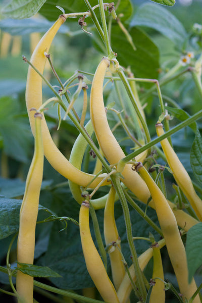 Rocdor Bush Bean CO