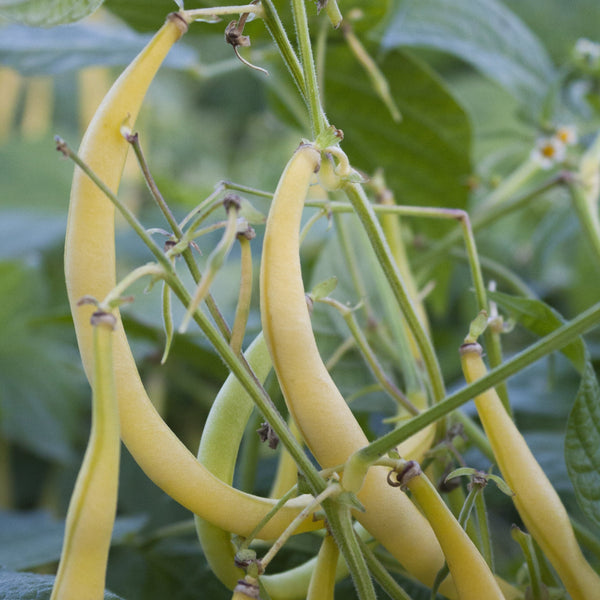 Rocdor Bush Bean CO