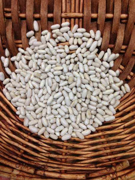 Yellow Goldrush Bush Bean CO