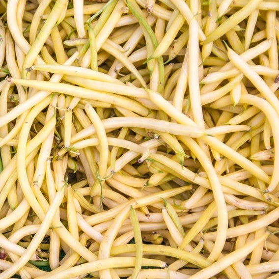 Yellow Goldrush Bush Bean CO