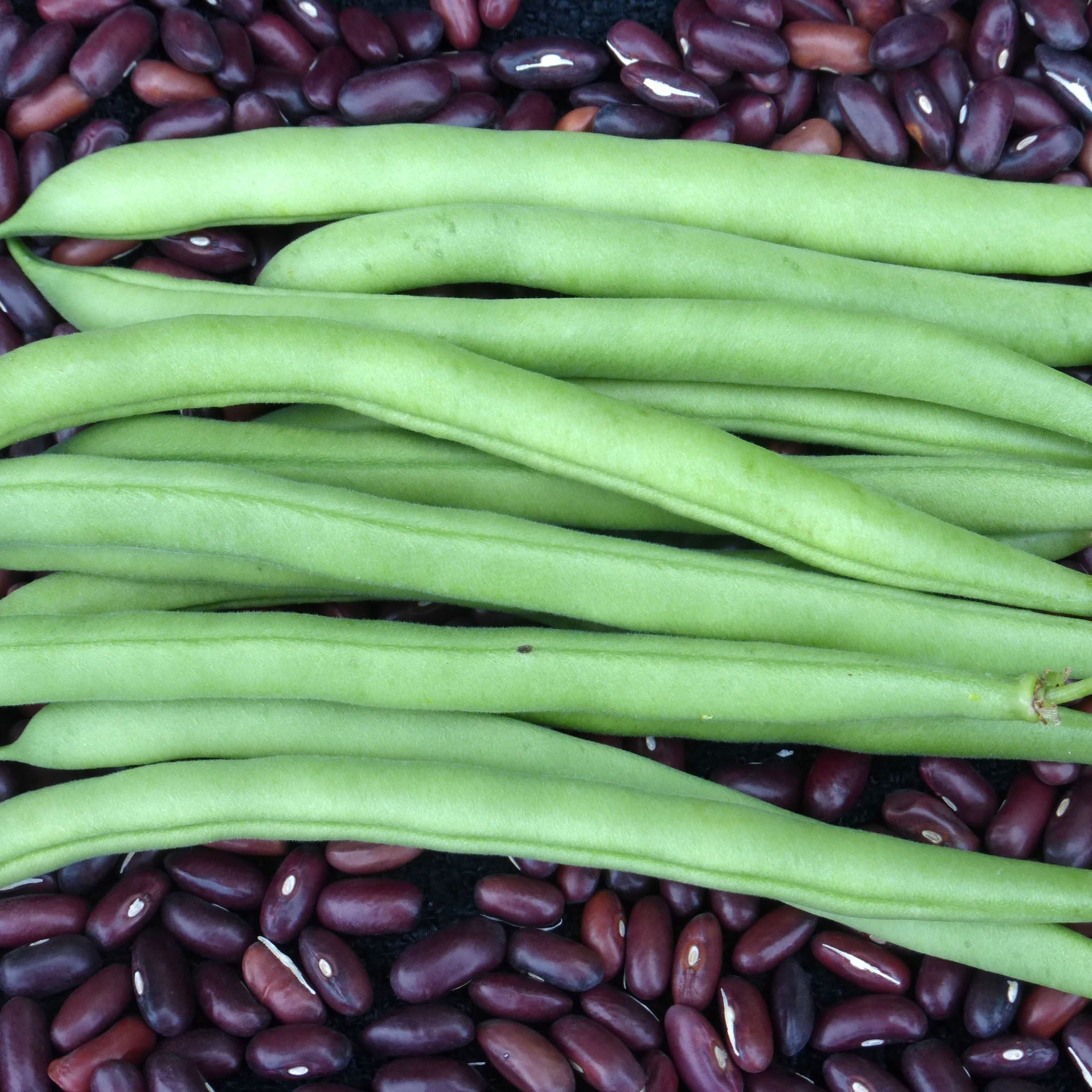 First Bean Provider Bean – BC Eco Seed Co-op