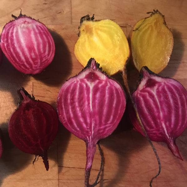 F2 Striped/Gold Beet Mix CO