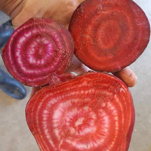 Golden Chioggia Beet CO