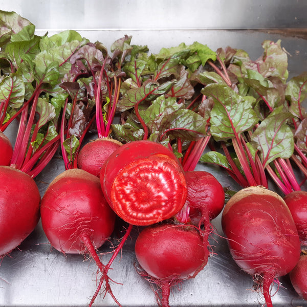 Golden Chioggia Beet CO