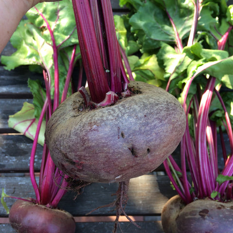 Flat of Egypt Beet CO