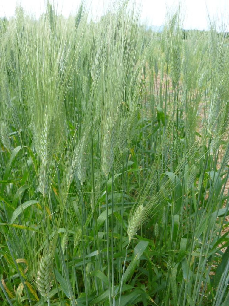 Black Alberta Barley