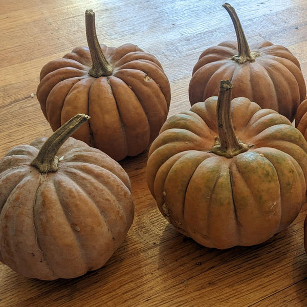 Black Futsu Squash