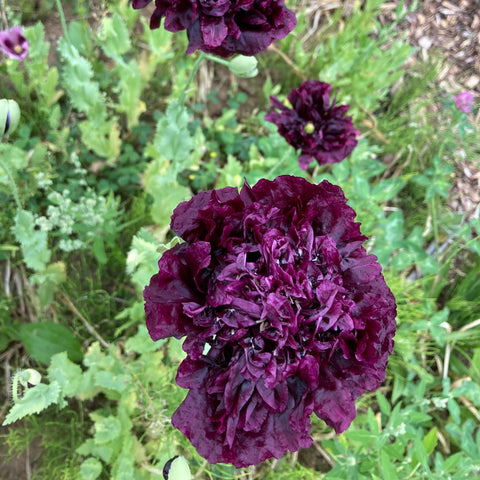 Black Peony Poppy CO