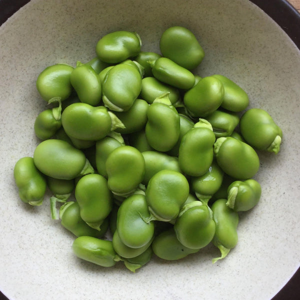 Andy's Broad Bean (Heavenly Variant)