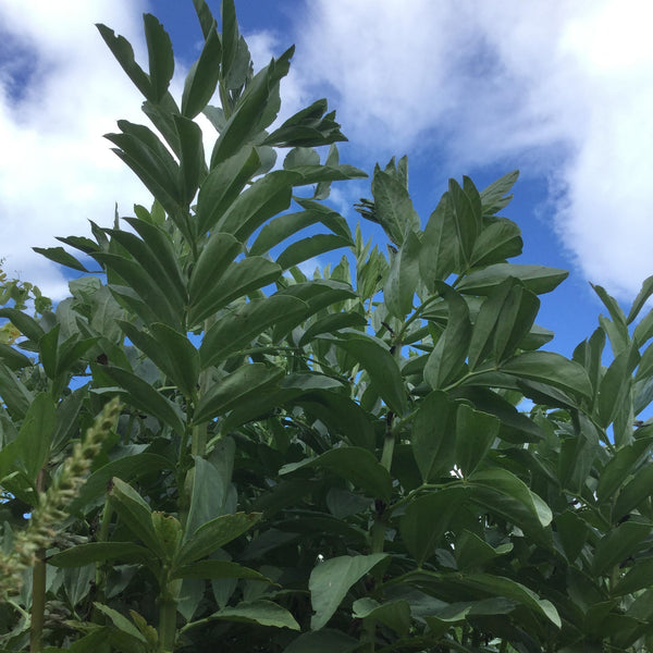 Andy's Broad Bean (Heavenly Variant)