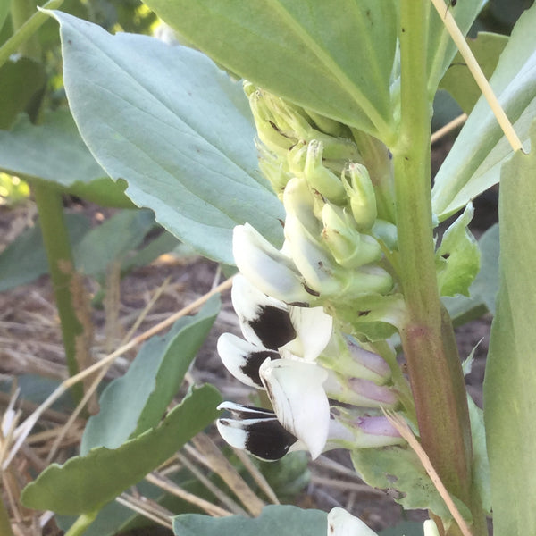 Andy's Broad Bean (Heavenly Variant)