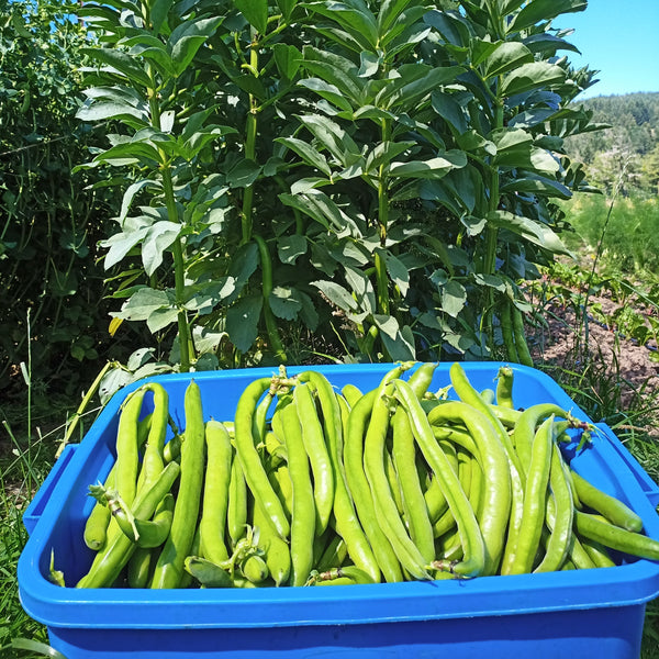 Andy's Broad Bean (Heavenly Variant)