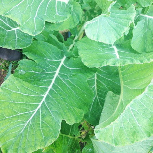 Pilgrim's Cabbage - Collards CO