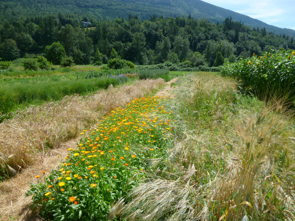 Akasha Seeds Calendula Mix