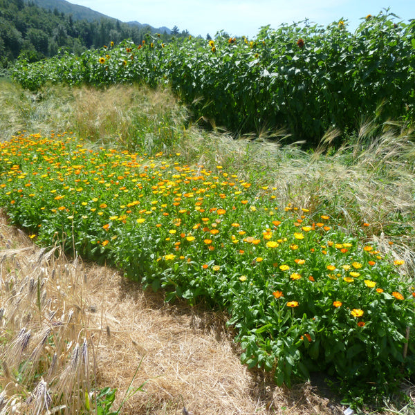 Akasha Seeds Calendula Mix