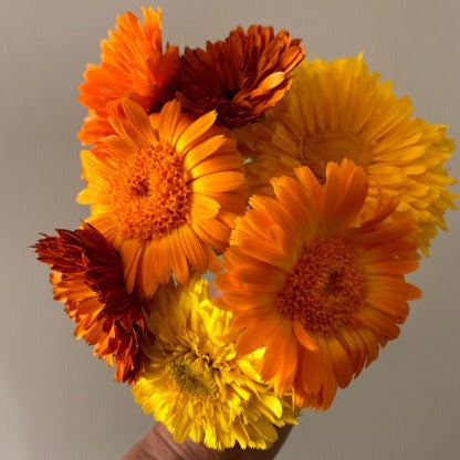 Cut Flower Mix Calendula CO