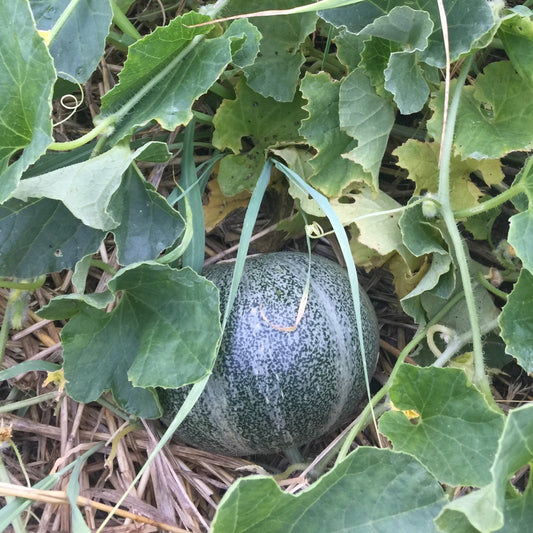 Petit Gris des Rennes Melon