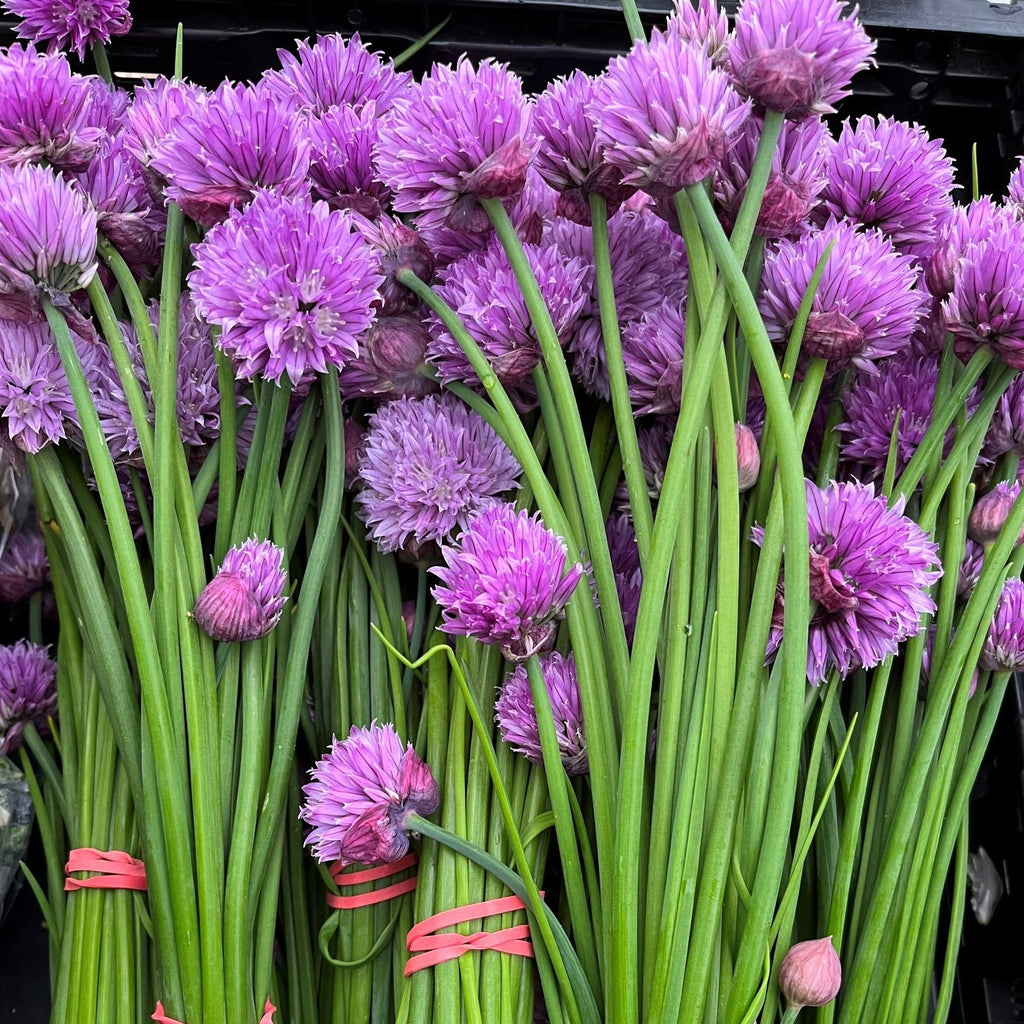 Purly Chive CO