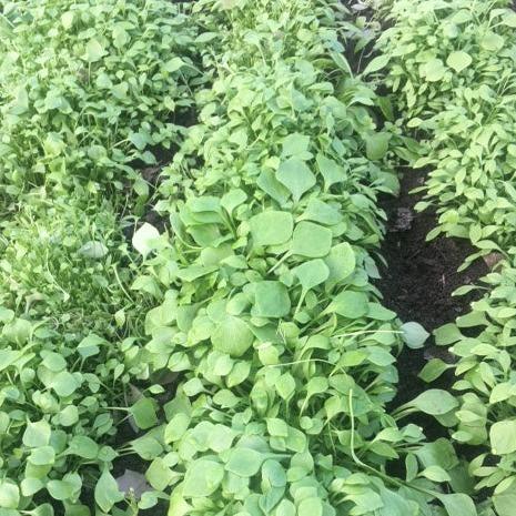 Claytonia (Miner's Lettuce)