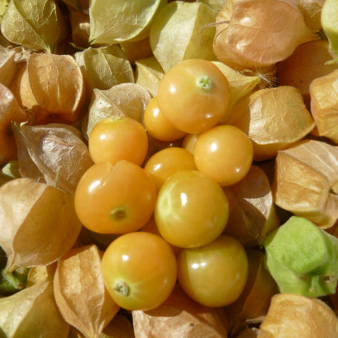 Cossack Pineapple Ground Cherry