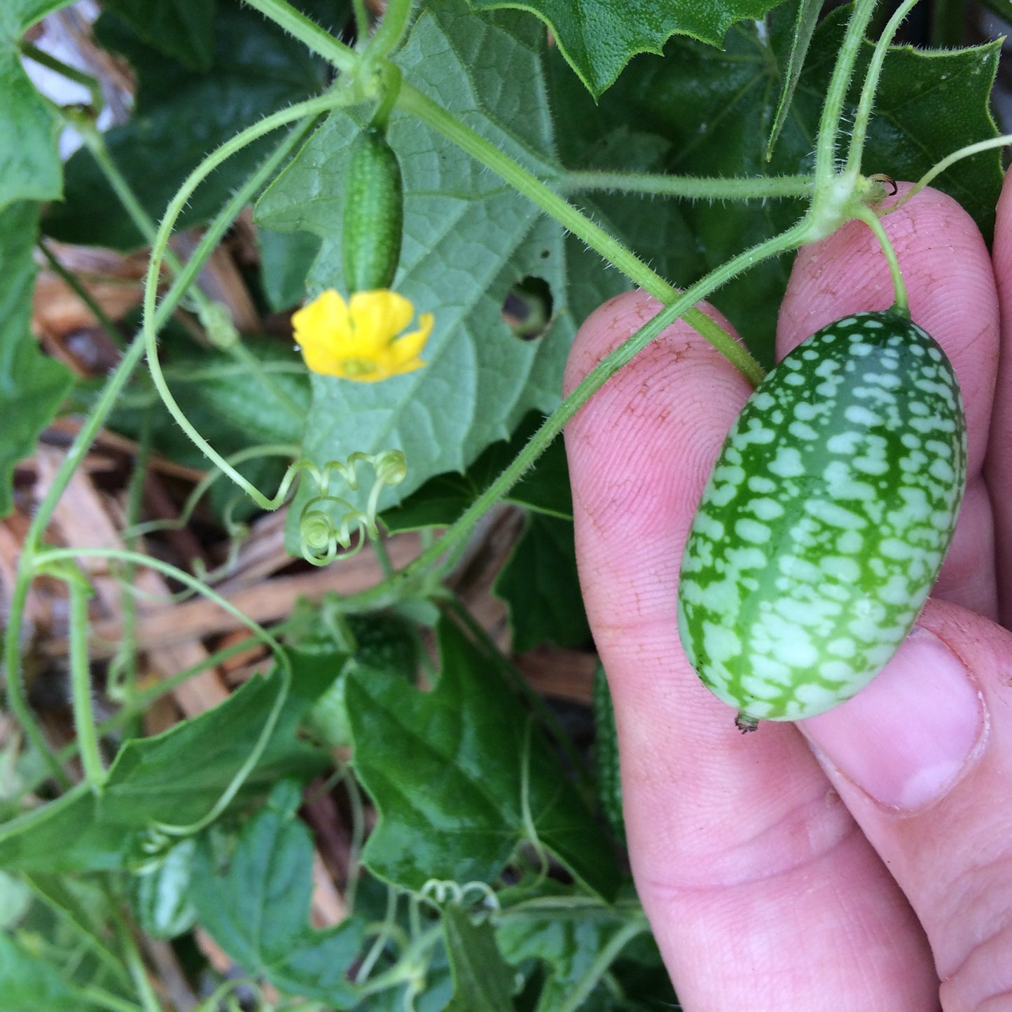 Cucamelon