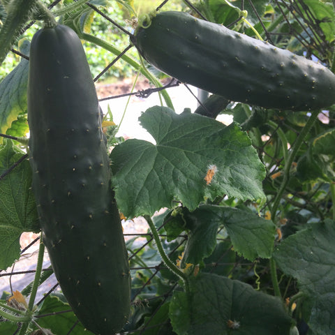 Marketmore 76 Cucumber CO
