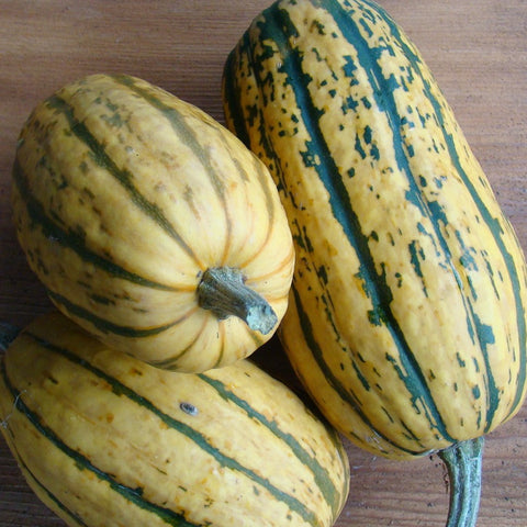 Delicata Squash CO