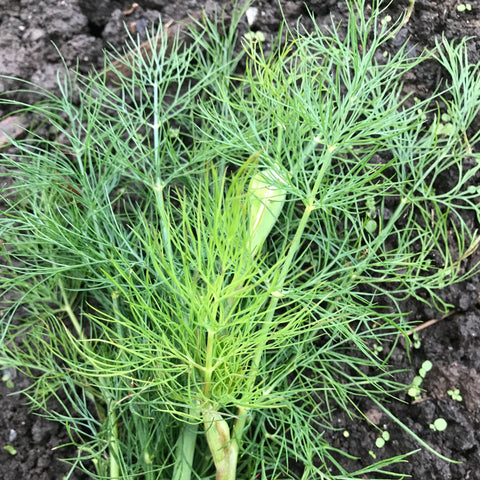 Dill CO