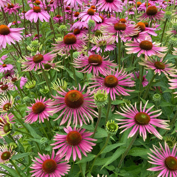 Farm Mix Echinacea CO