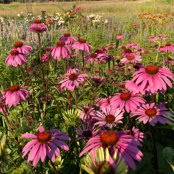 Farm Mix Echinacea CO