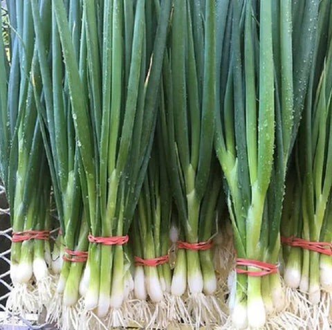 Evergreen White Green Onion CO