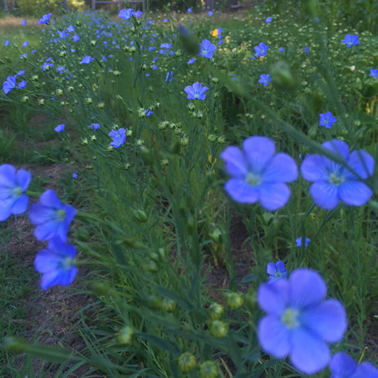 Brown-Seeded Flax CO