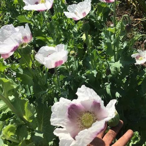 Czech Culinary Poppy CO