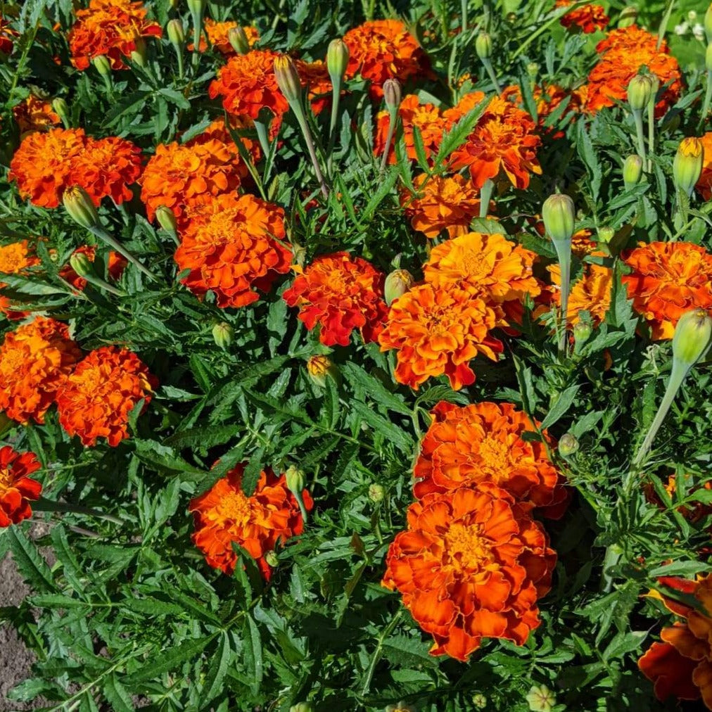 Tagetes