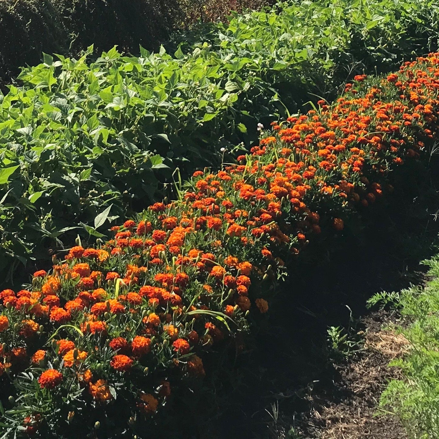 Tagetes