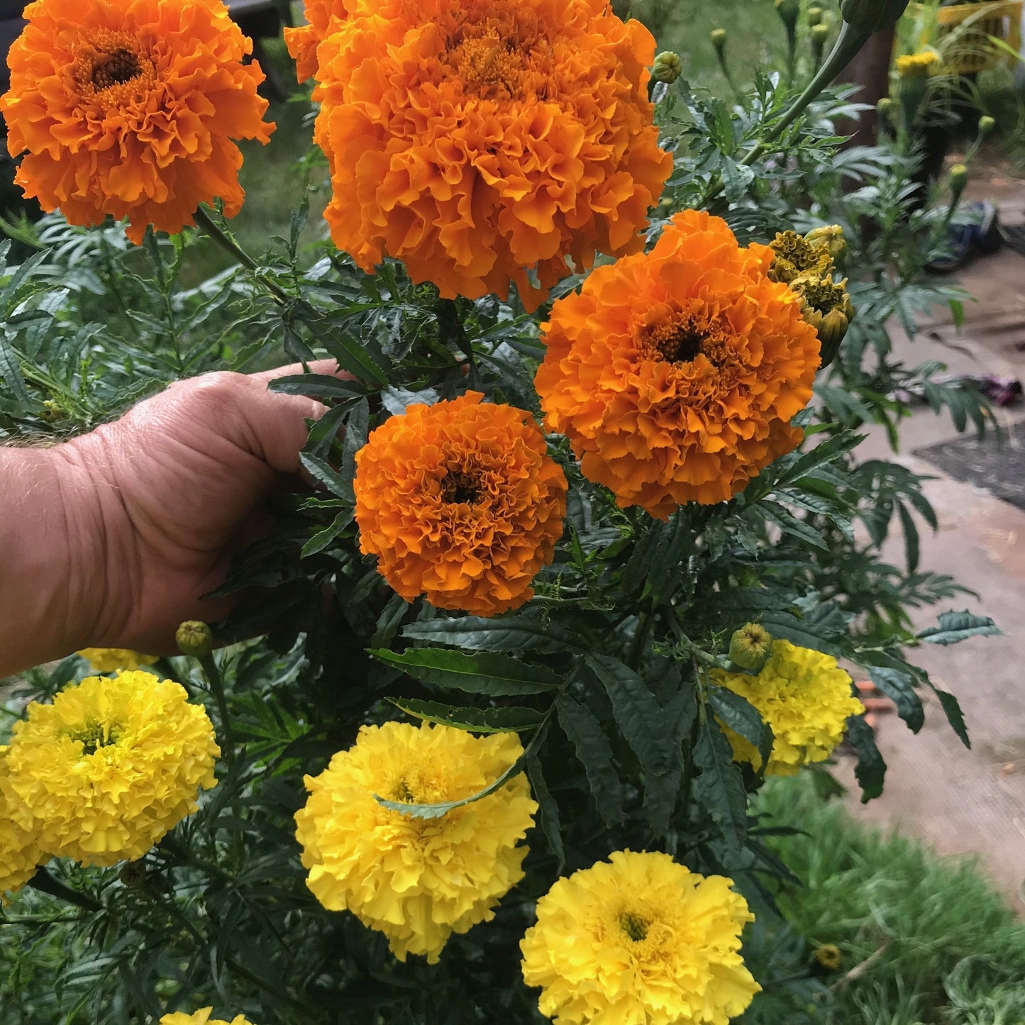 Crackerjack Mix Marigold