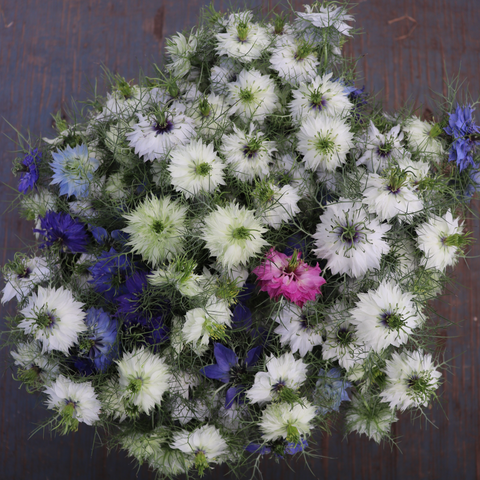 Persian Jewels Nigella CO