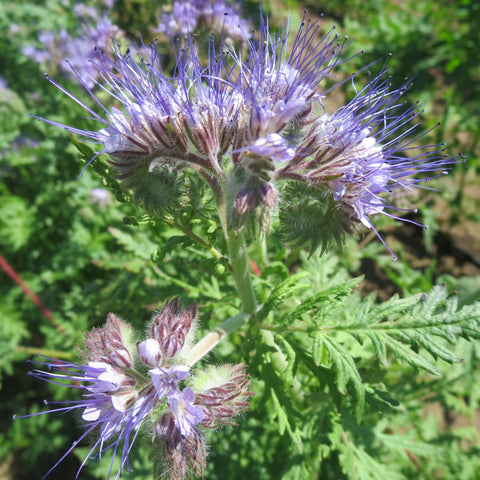 Phacelia Flower CO
