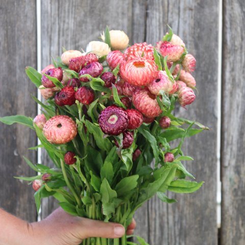 UBC Farm Strawflower Mix CO