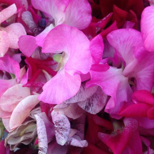 Linnaea Cutting Mix Sweet Pea