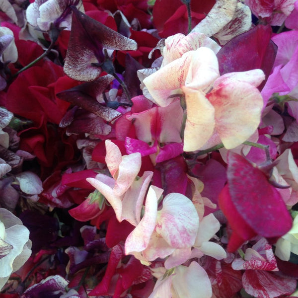 Linnaea Cutting Mix Sweet Pea