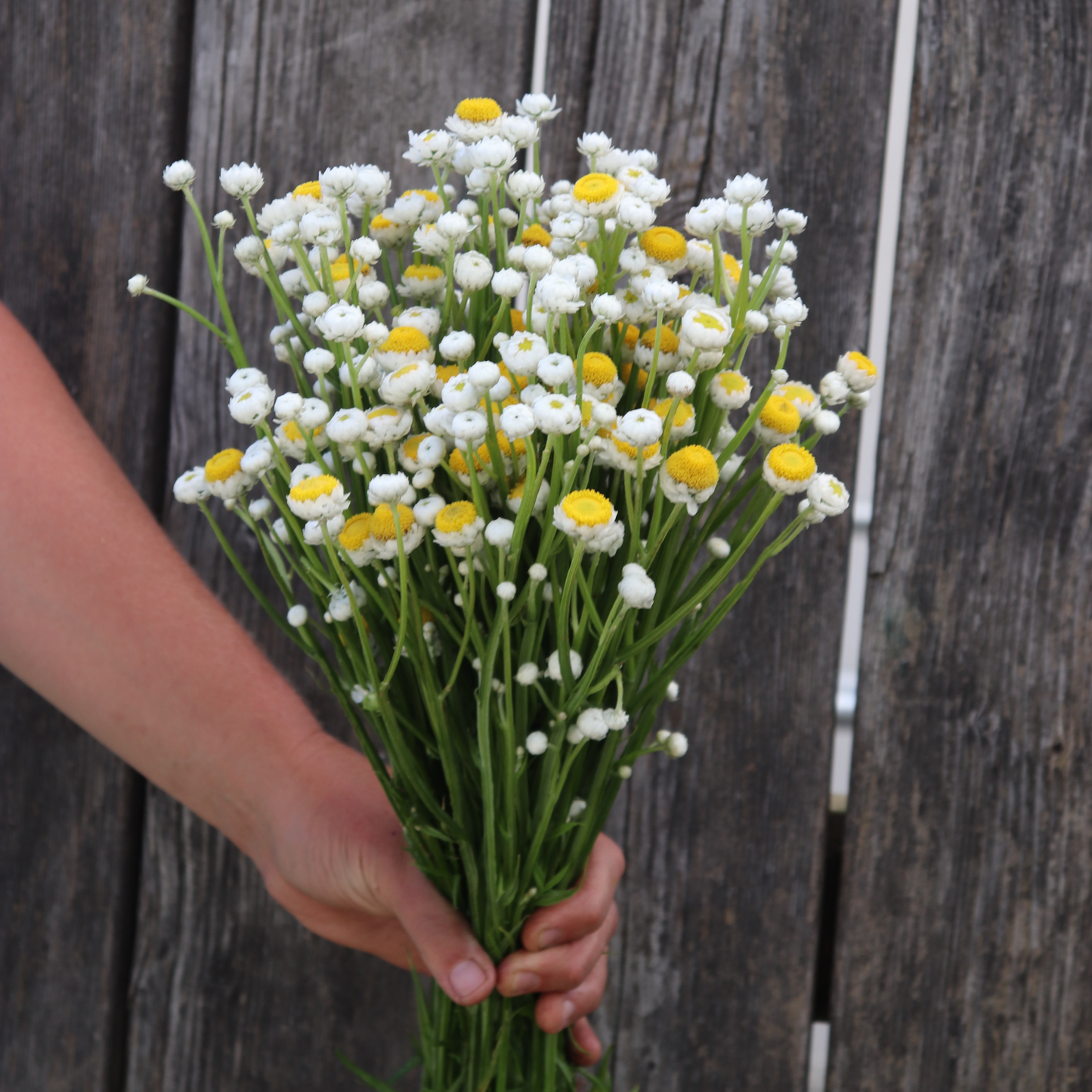 Winged Everlasting