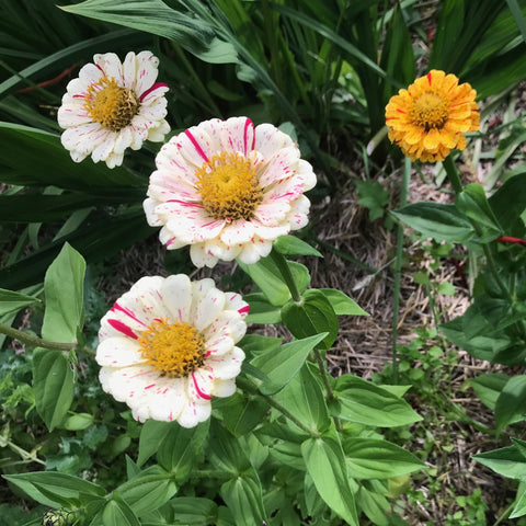 Peppermint Stick Zinnia