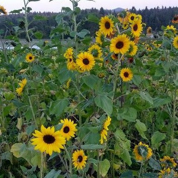 Saani O Sunflower Mix CO