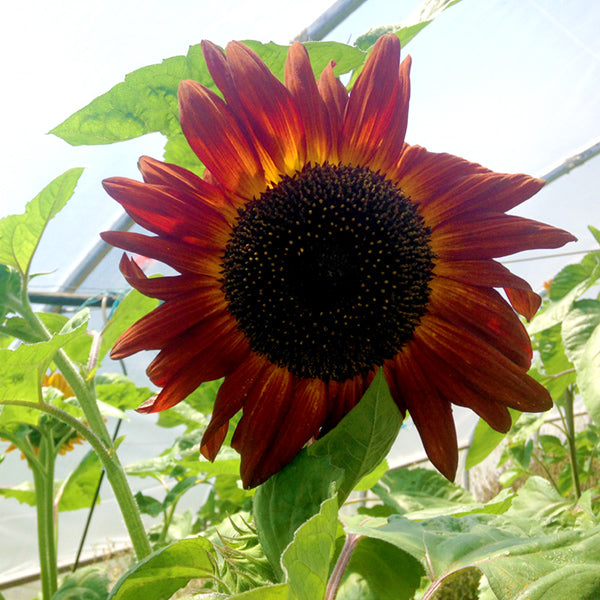 Saani O Sunflower Mix CO
