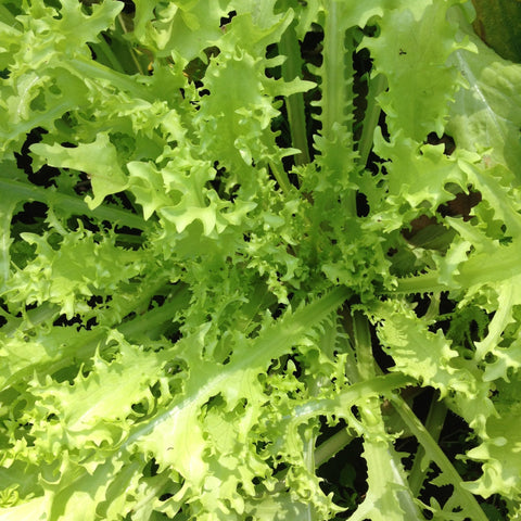 Bianca Riccia Frisée