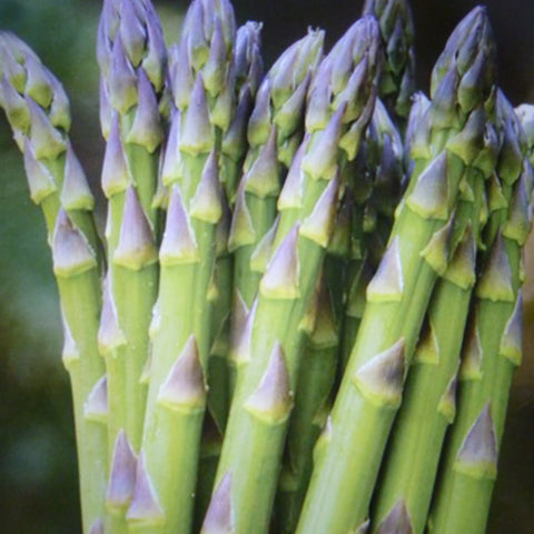 Garden Asparagus