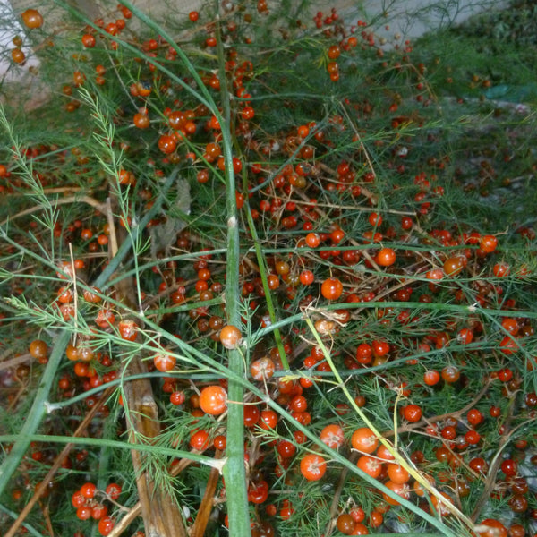 Garden Asparagus
