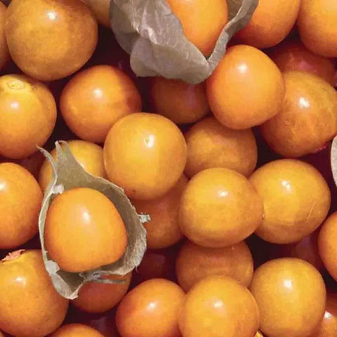 Aunt Molly's Ground Cherry CO